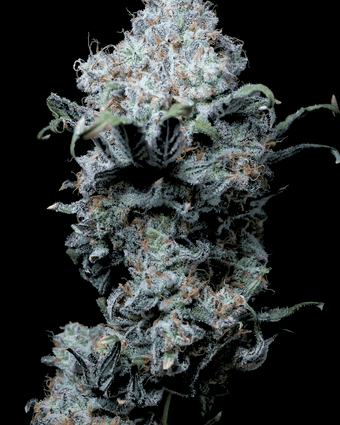 360-degree product spin of a cannabis bud, shot and built by Canneye