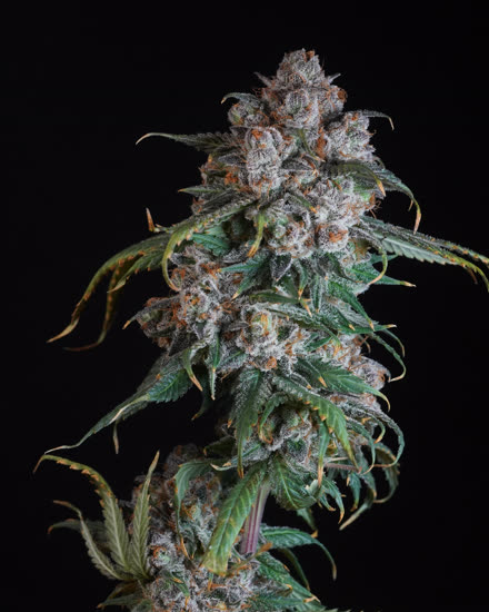 Cannabis flower macro, product photography shot by Canneye