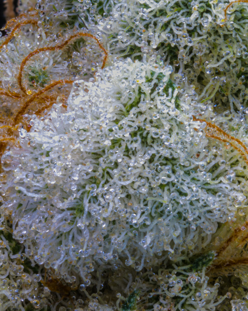 Macro cannabis flower photography at 6K