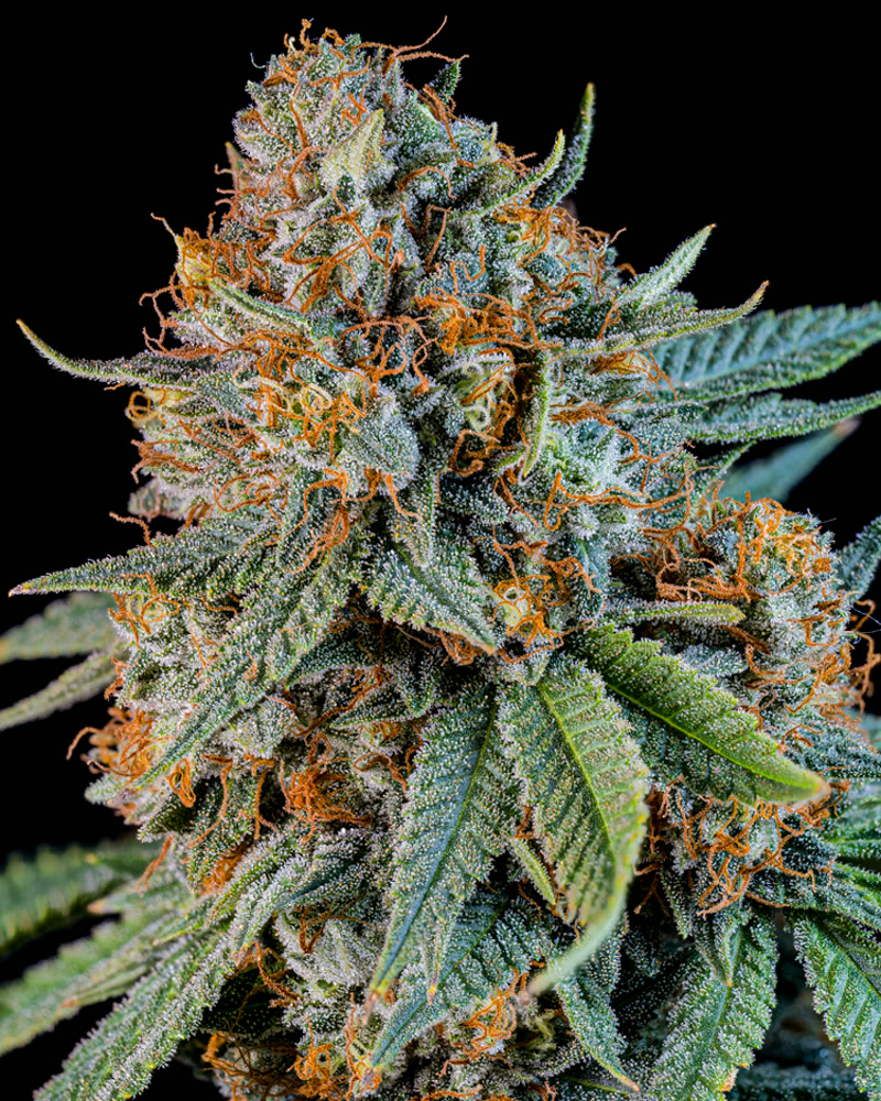 Packaged cannabis product studio photography