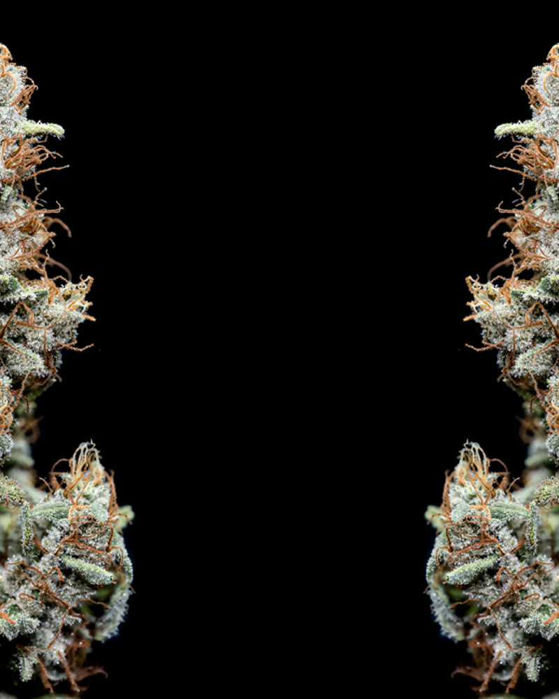 Macro cannabis flower photography at 6K