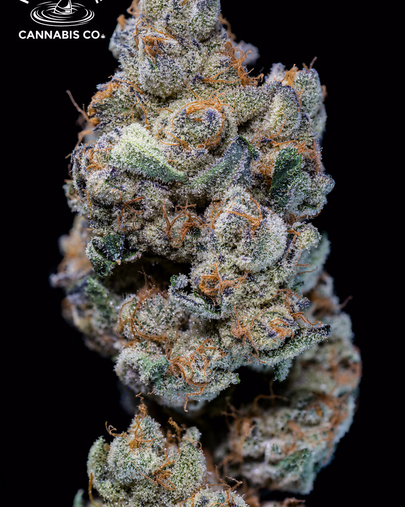 Cannabis concentrate macro photography