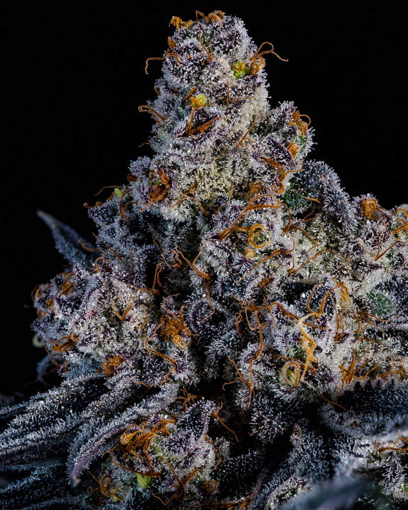 Cannabis concentrate macro photography