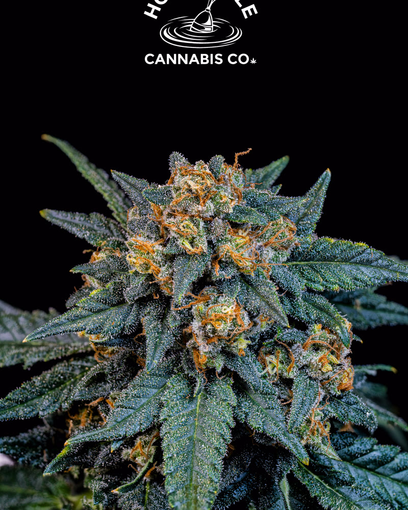 Macro cannabis flower photography at 6K